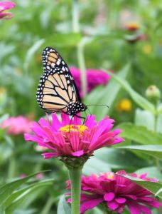 monarch checking out a zinnia