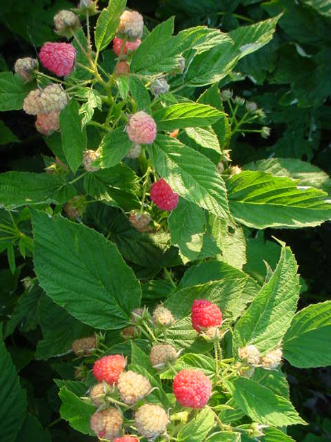 Raspberries - Martin's Hillside Orchard